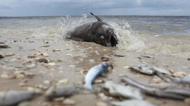 Plastic pollution: Florida opens an investigation into the role of the petrochemical industry